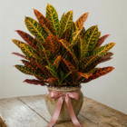 La Primavera Fiori - Croton Grande