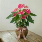 La Primavera Fiori - Anthurium Grande Rosa