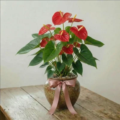 La Primavera Fiori - Anthurium Grande Rosso