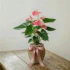 La Primavera Fiori - Anthurium Medio Rosa