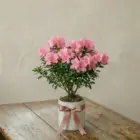 La Primavera Fiori - Azalea Media Rosa