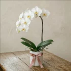La Primavera Fiori - Orchidea Bianca