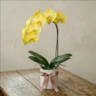 La Primavera Fiori - Orchidea Gialla