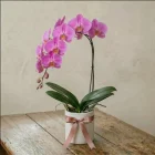 La Primavera Fiori - Orchidea Rosa