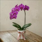 La Primavera Fiori - Orchidea Viola