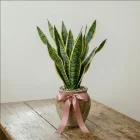 La Primavera Fiori -Sansevieria Taglia Grande