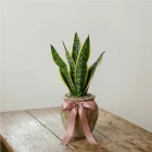 La Primavera Fiori -Sansevieria Taglia Piccola