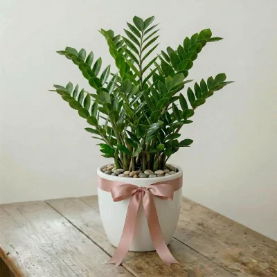 La Primavera Fiori - Zamioculcas Grande