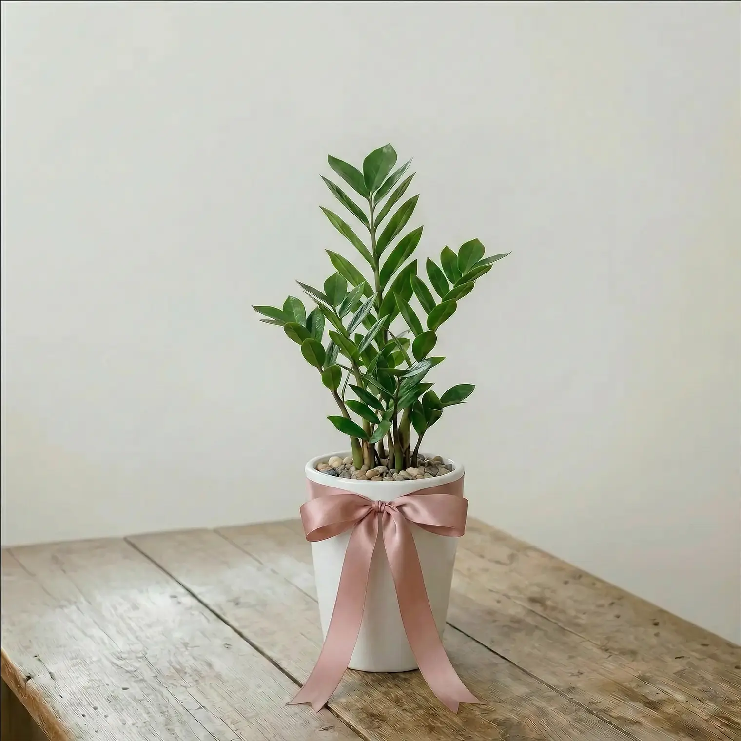 La Primavera Fiori - Zamioculcas Media